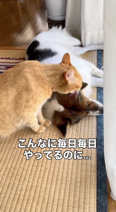 毛づくろいは毎日恒例▶仕上がりはどう…！？（⇒次へ）