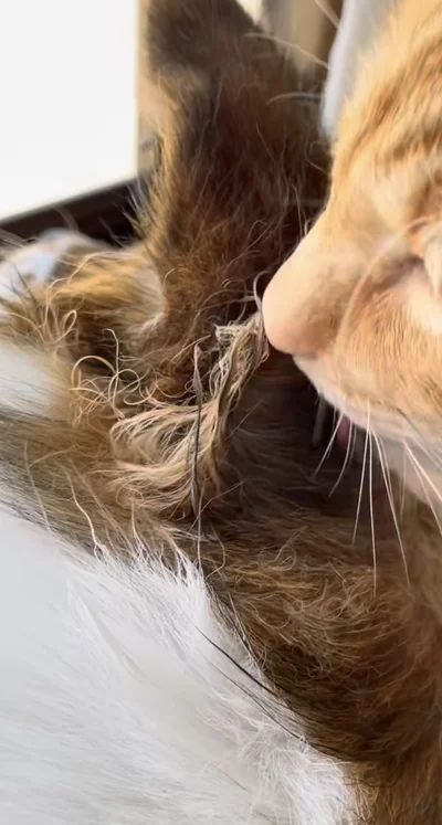 チリチリになった耳裏▶完璧ではないけれど…（⇒次へ）