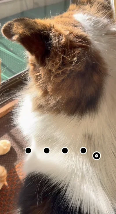 一生懸命毛繕いしてあげた結果▶幸せそうな2匹の様子（⇒次へ）