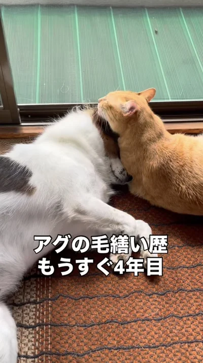 穏やかな時間▶2匹の冬の過ごし方（⇒次へ）