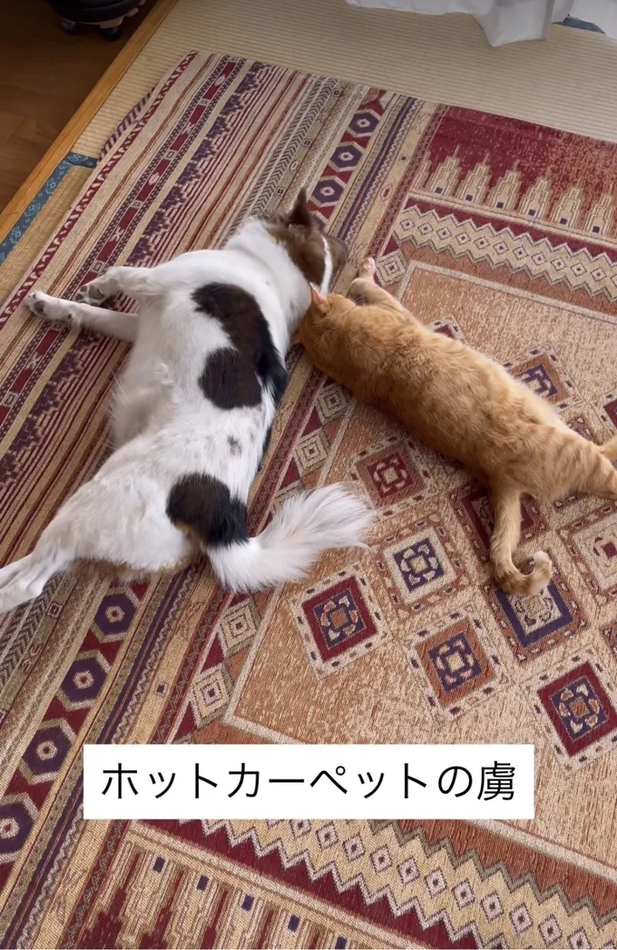 ホットカーペットの虜▶暖かくて動きたくない…（⇒次へ）