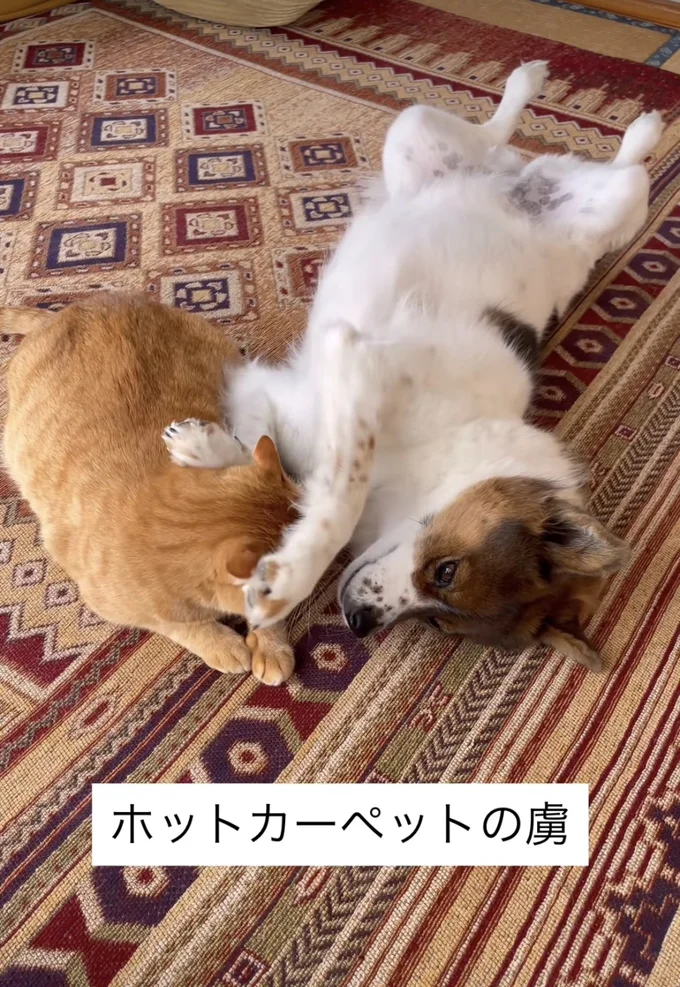 カーペットの上でじゃれ合う▶ウトウトしてきて…（⇒次へ）