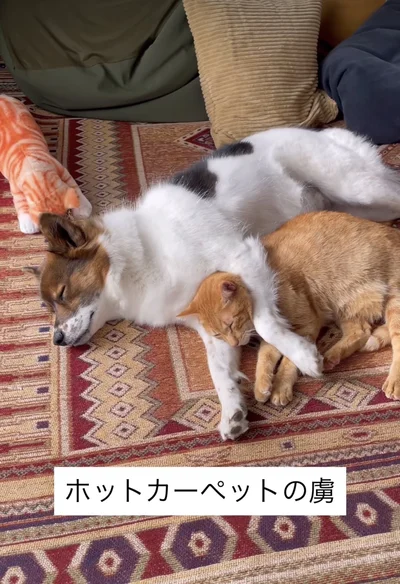 くっついたまま寝てしまった▶2匹の幸せ溢れる日々（⇒次へ）