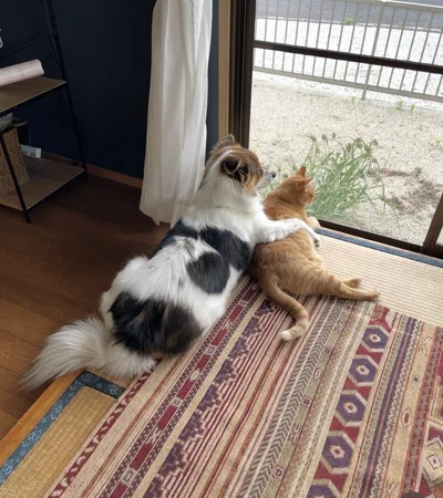 肩を組みながら外を眺める2匹▶別の日には…（⇒次へ）