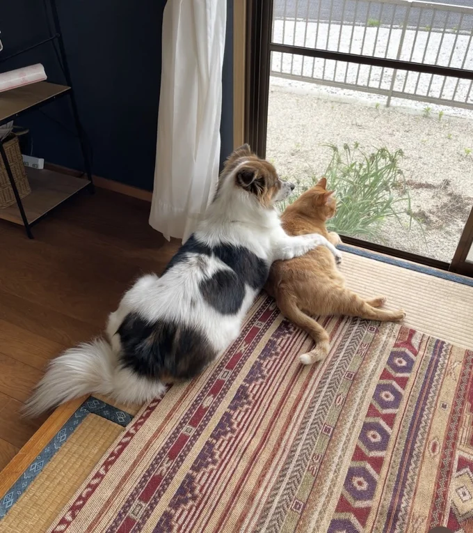 肩を組みながら外を眺める2匹▶別の日には…（⇒次へ）