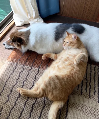 お腹を枕にして横になる姿▶いつも一緒（⇒次へ）