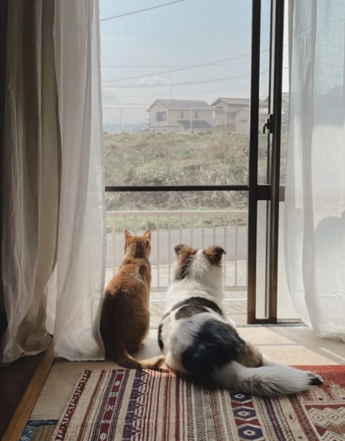 寄りそう2匹▶（次画像から2匹のやさしくて穏やかな日々のエピソードを描いた『ターとアグのしあわせ日和 元ノラ猫と元保護犬、ふたりは親友』が読めます）