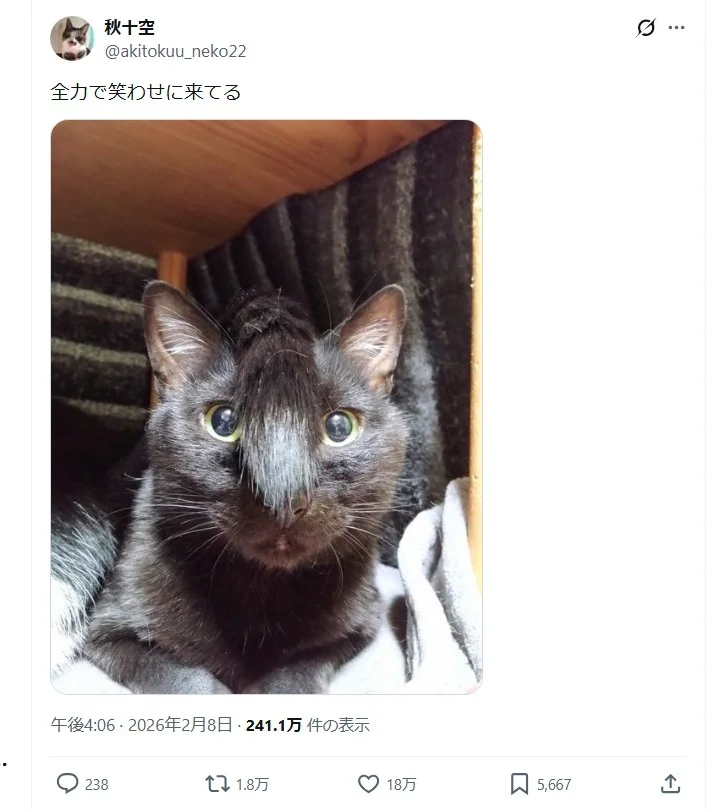 二度見不可避！「完璧なちょんまげ」をしっぽで生み出す猫ちゃんが