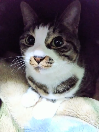 りんごちゃん！「快適ニャ」という声が聞こえてきそう……♪▶ほかの猫ちゃんたちも（⇒次へ）