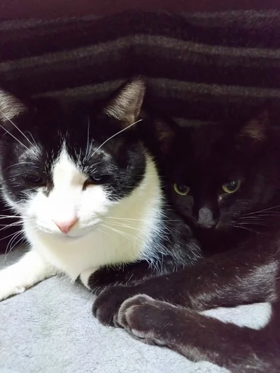 仲良くくっついていて癒されます！▶寒い日は、人も猫も（⇒次へ）