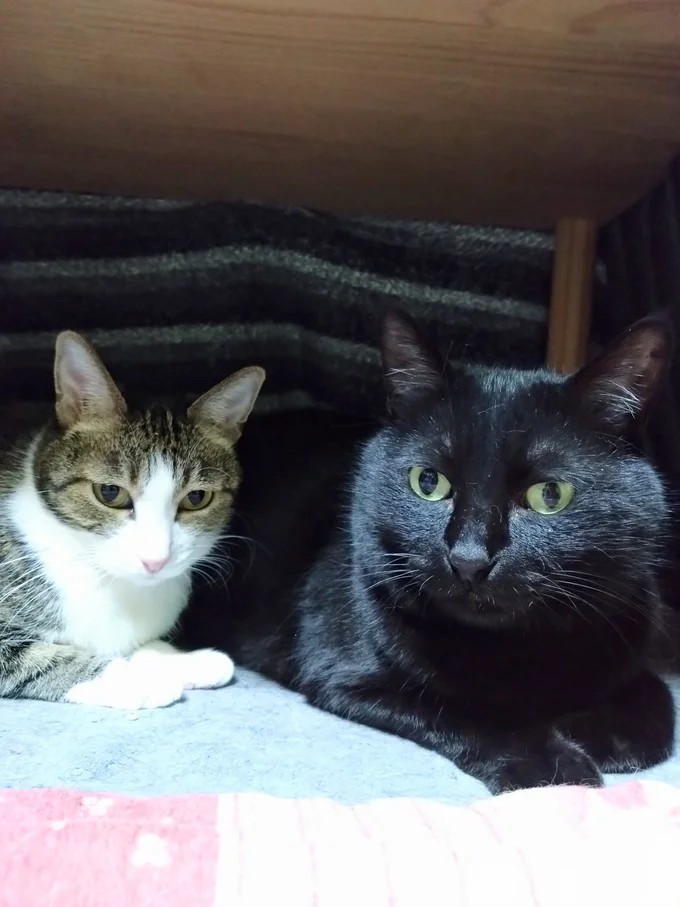 こたつの中でまったりするのに限りますね♪▶早く暖かくなーれ！（⇒次からは猫との日常を描いた『うちの猫がまた変なことしてる。７』が試し読みできます！）