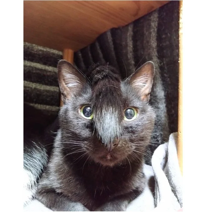 まるでモヒカンかちょんまげのようです!▶飼い主の秋十空さんは、保護猫を19匹飼っているそうで(⇒次へ)