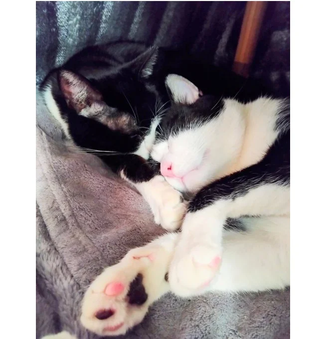 家の中にはいつも可愛い光景が!▶寒い時期は猫ちゃんにこたつを占領されて(⇒次へ)