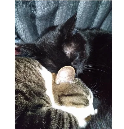 飼い主さんの居場所がなくなっちゃうそうです（笑）▶実陽ちゃんのほかにも……（⇒次へ）