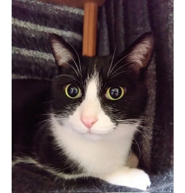 白黒のハチワレとまんまるお目目が印象的なれんちゃんや、▶可愛いのにくしゃみがおじさんっぽい（⇒次へ）