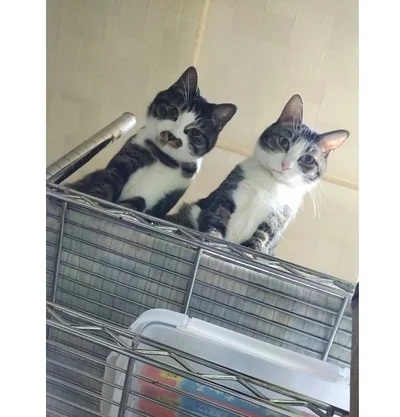 りんごちゃん（左）、柚子(ゆず)ちゃん（右）など、どの子を見てもとっても可愛い！▶実陽ちゃんと柚子ちゃんは（⇒次へ）