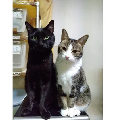 とっても仲良しなんだそうです！絵になる一枚ですね！▶寒い時期はやっぱりこたつが人気で（⇒次へ）