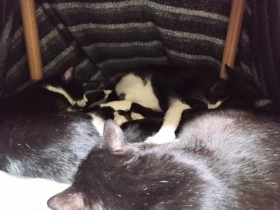 ミニこたつにぎゅうぎゅうになって寝ているそう。ま、混ざりたい！▶こたつの中でまったりくつろぐ（⇒次へ）