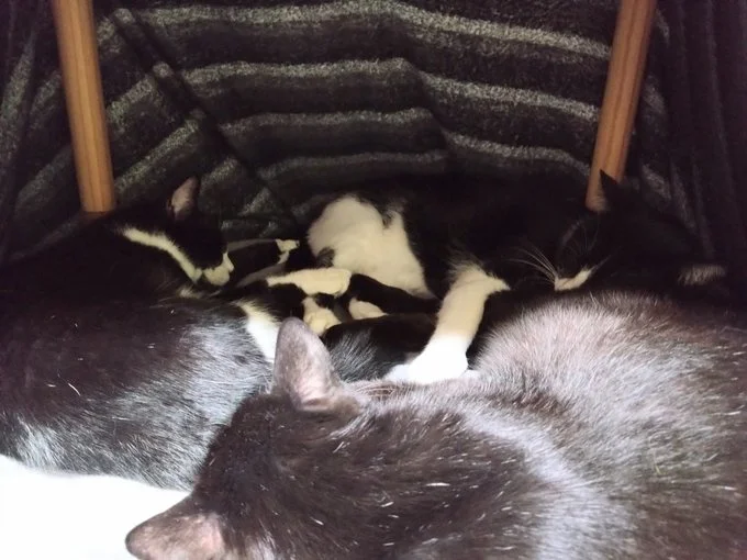 ミニこたつにぎゅうぎゅうになって寝ているそう。ま、混ざりたい!▶こたつの中でまったりくつろぐ(⇒次へ)