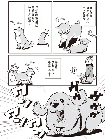 仲良しだった2匹ですが