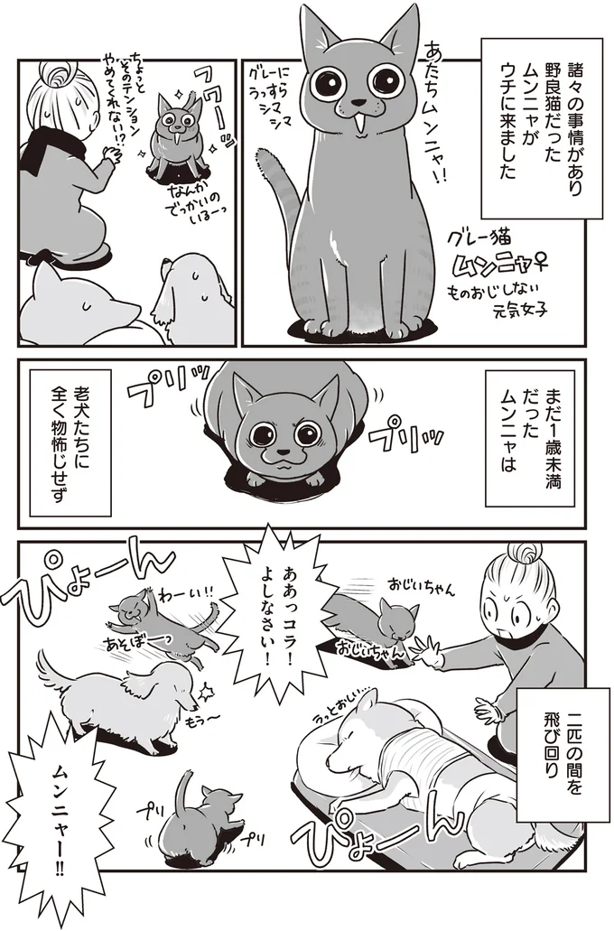 『何度でも言うね、大好きだよ 愛犬グミと銀次郎と過ごした日々』より