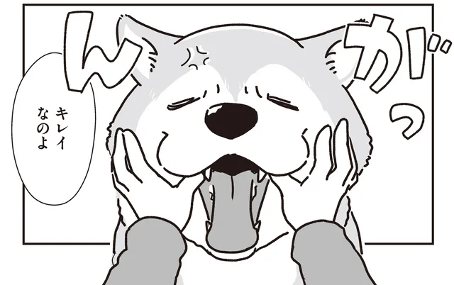 はみがきガムをかじるくらいなのに！キレイな歯をキープしているシニア柴犬