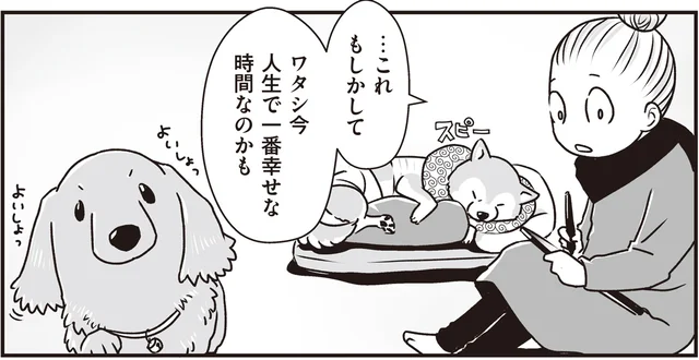 シニア犬たちがゆるりと過ごす昼間のリビング。人生で一番幸せな時間かもしれない