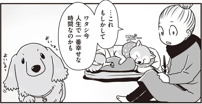 シニア犬たちがゆるりと過ごす昼間のリビング。人生で一番幸せな時間かもしれない