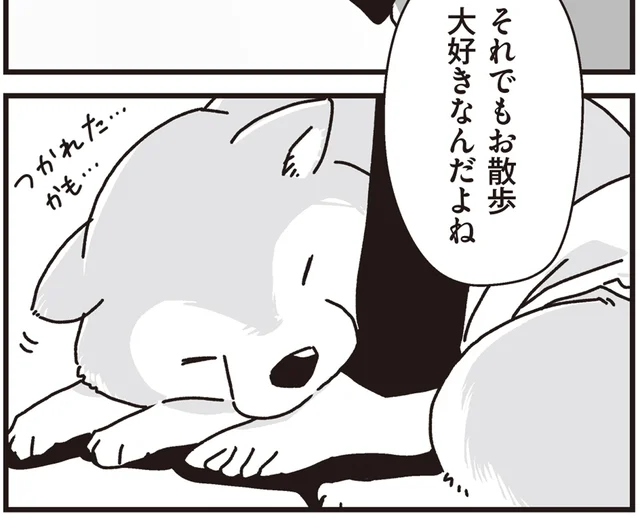 年老いて体が弱り、できないことが増えても。お散歩大好きなシニア柴犬