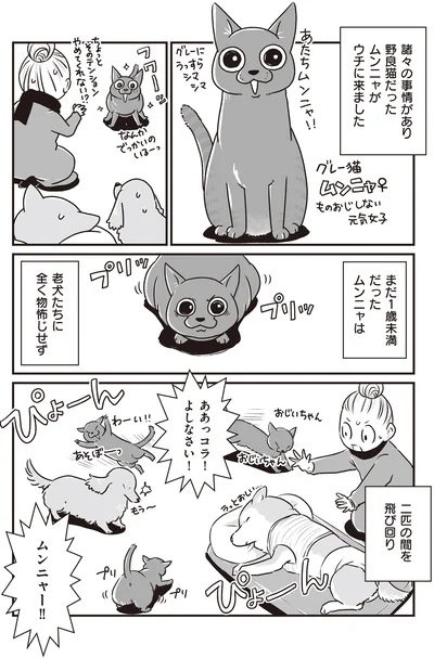 老犬たちに全く物怖じせず