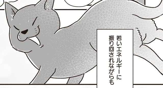 のんびり過ごすシニア犬の間で大騒ぎ！物怖じしない、新入り赤ちゃん猫