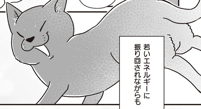 のんびり過ごすシニア犬の間で大騒ぎ！物怖じしない、新入り赤ちゃん猫