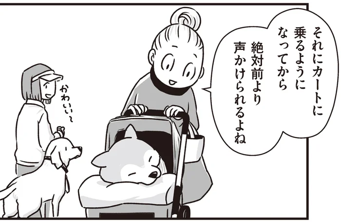 たくさんの人から声をかけられるように！足が弱ってきたシニア柴犬のお散歩