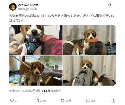 まとめてみると本当に大きくなってる…！▶時にはこんなものも（⇒次へ）