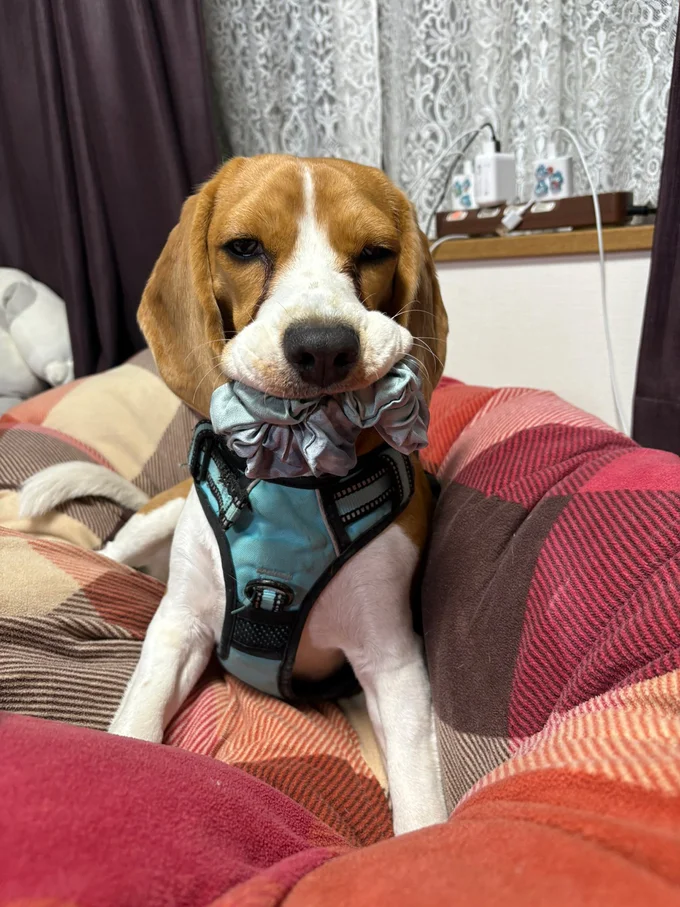 最初は手のひらサイズだった獲物が…▶顔半分を占拠（⇒次へ）