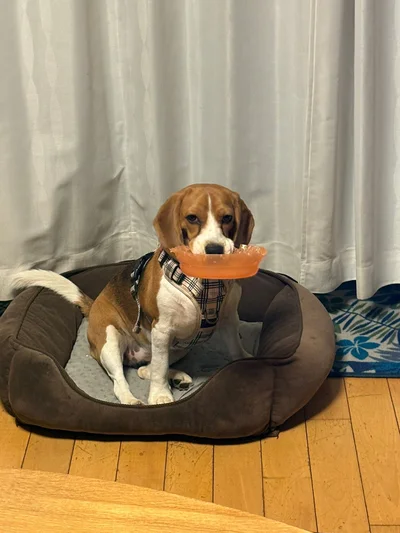 じわじわと大きくなっていき…▶自分より大きくない？（⇒次へ）