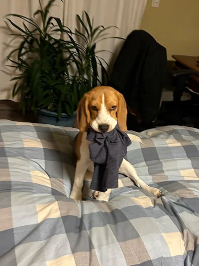 拗ねながらも仲直りしたい様子▶引っ張り合いだ！（⇒次へ）