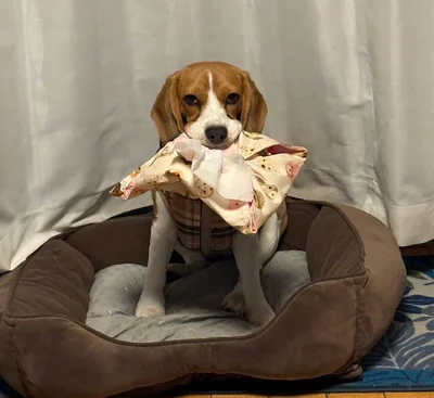 今日の獲物はティッシュ▶イタズラふてちゃん（⇒次へ）