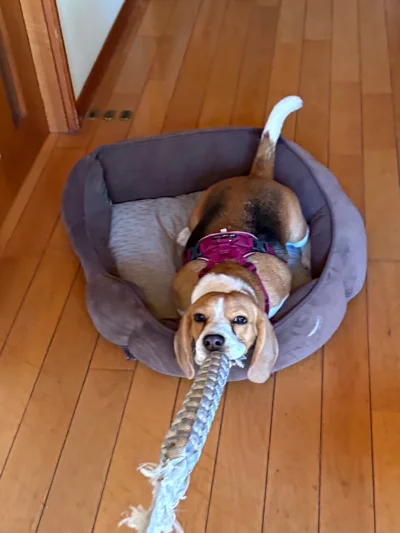 飼い主さんに引っ張ってもらって遊ぶふてちゃん▶前が見えん！（⇒次へ）