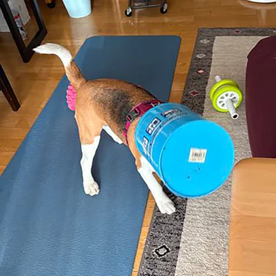 筒に頭を入れて遊ぶふてちゃん▶悪く…ないもん……（⇒次へ）