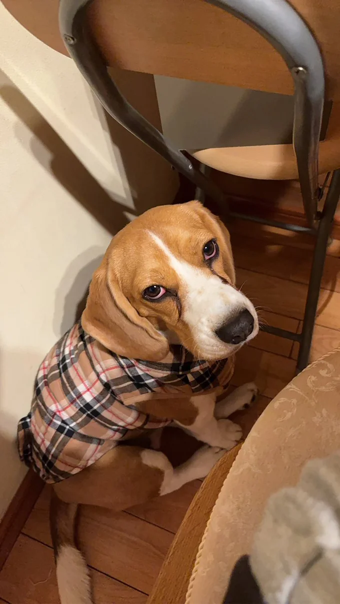 飼い主さんを噛んで「悪くないもん」と拗ねるふてちゃん▶こちらも拗ね顔？（⇒次へ）