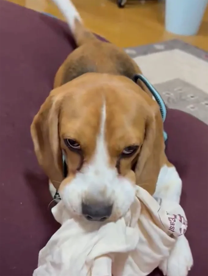 イタズラして怒られているときのふてちゃん▶ジャストフィット！（⇒次へ）