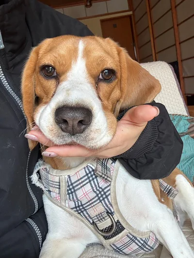 手のひらを出すと顎をポスンっ▶構ってゲージ100%（⇒次へ）