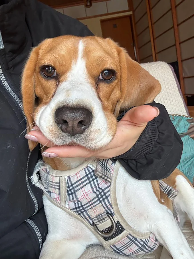 手のひらを出すと顎をポスンっ▶構ってゲージ100%（⇒次へ）