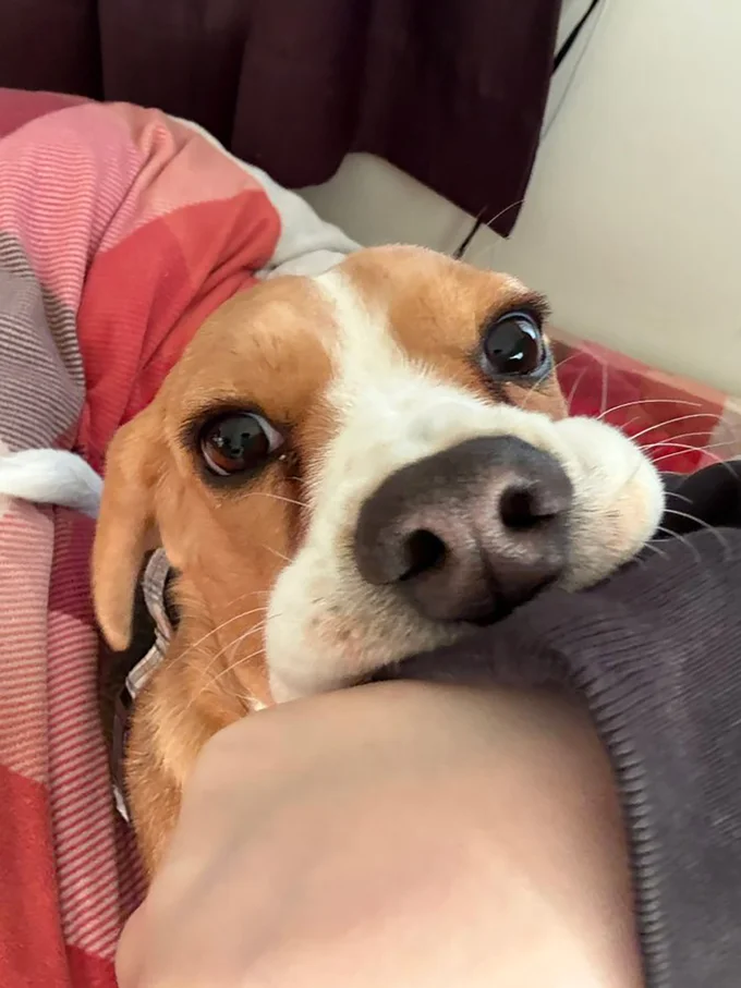 構ってほしくて袖を噛むふてちゃん▶飼い主さんが愛する「ふてがお」（⇒次へ）