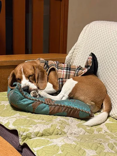 眠る姿もメロかわいい！▶お風呂に入るために脱いだけど（⇒次へ）