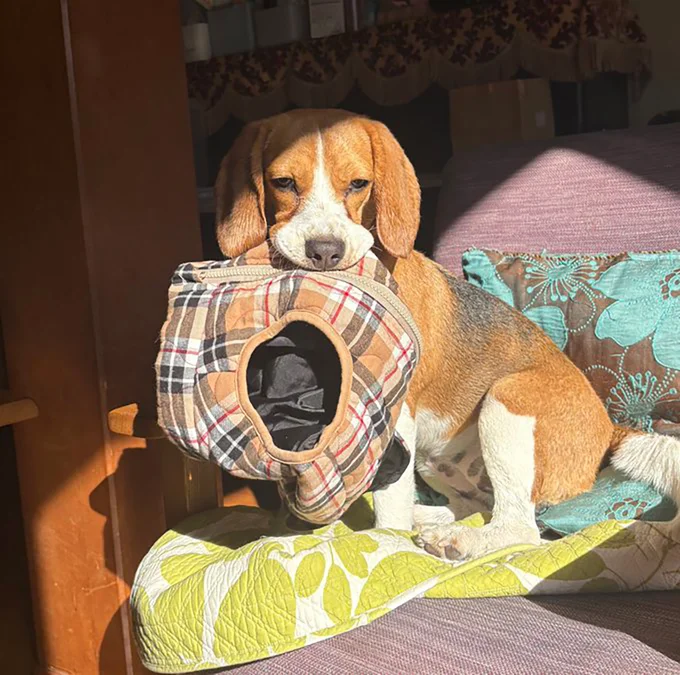 脱ぎたくなかったと不満げなふてちゃん▶なんですか？（⇒次へ）