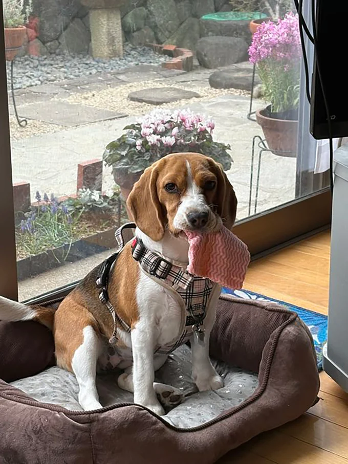 ドヤ顔でイタズラするふてちゃん▶構ってくれる？（⇒次へ）