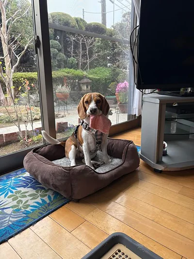 ハンカチを咥えて待つふてちゃん▶見つかった！（⇒次へ）