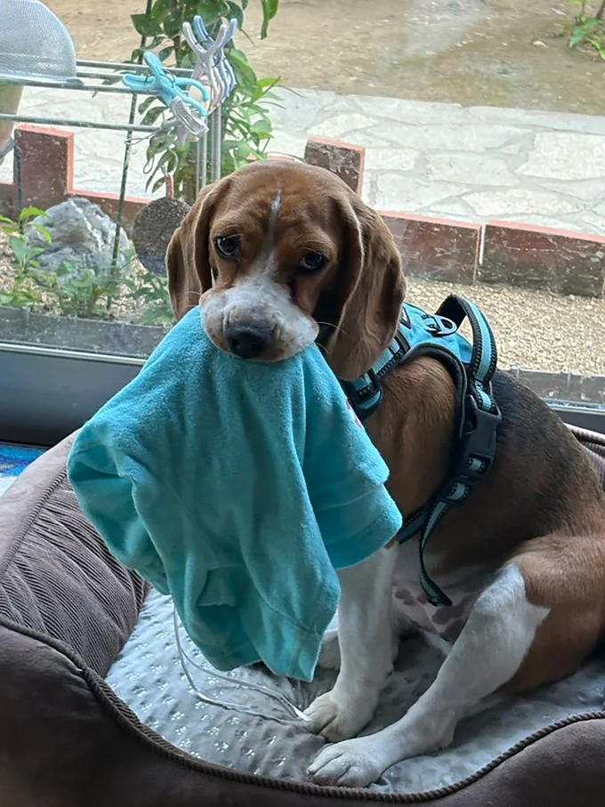 ちょっと申し訳なさそう？▶（次画像から犬飼いあるある満載！「うちの犬」だいすきショートコメディ『あしょんでよッ〜うちの犬ログ〜10』が読めます）